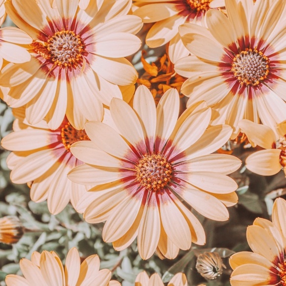 Meet your Posher, Bree - Picture 1 of 1